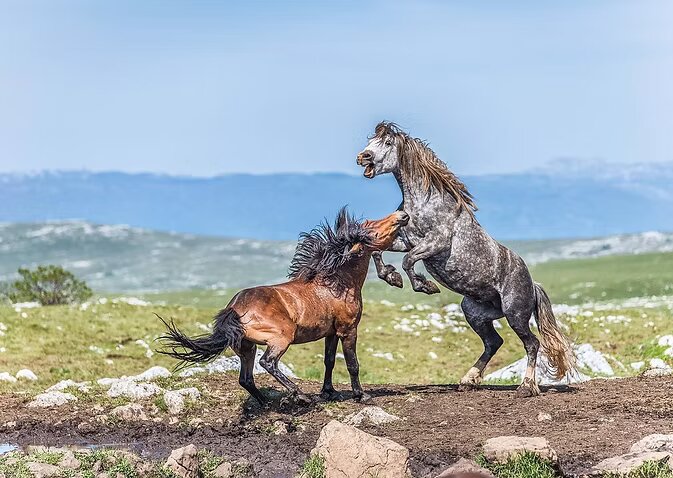 Divoké koně na ostrově Pag Chorvatsko
