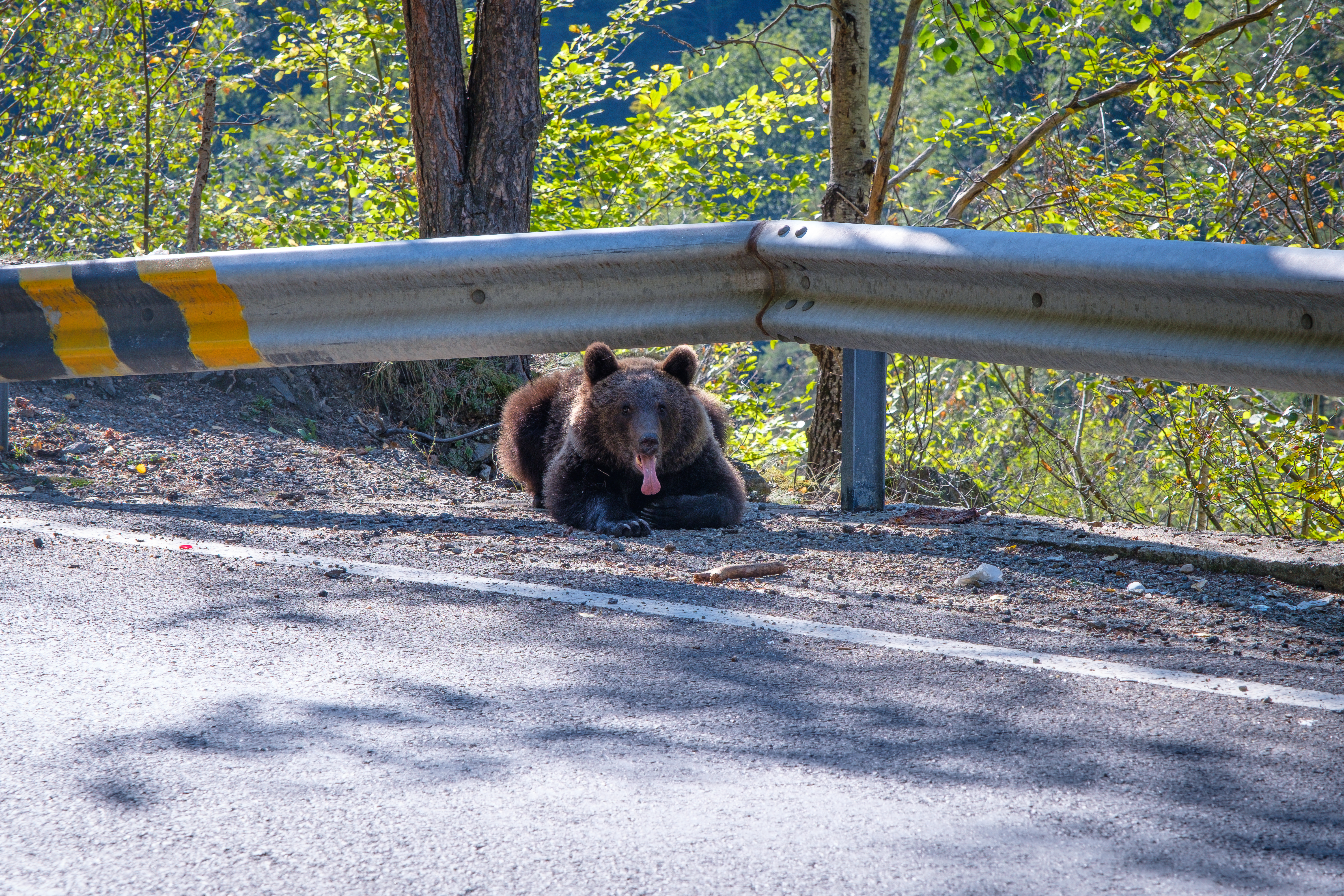 Medvěd na silnici Transfăgărășan Romania Challenge